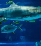 Tropicarium - A cápás állatkert, Budapest