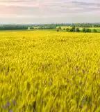 Látványos élménytúra, Bük