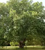 Kastélypark tanösvény, Cégénydányád