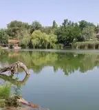 Holt-Tisza, Cibakháza