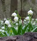Tőzike tanösvény, Csáfordjánosfa
