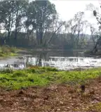 Bábtava tőzegmohaláp, Csaroda