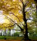 Esterházy László Bükk Emlékfa, Csesznek