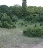 Csévharaszti ősborókás, Csévharaszt