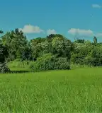 Csömöri Ősláp Park, Csömör