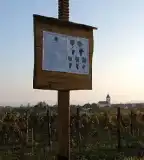 Olaszrizling tanösvény, Csopak