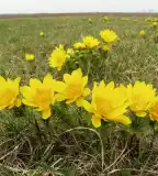 Csorvási löszgyep, Csorvás