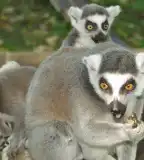 Nagyerdei Kultúrpark Állat- és Növénykertje, Debrecen