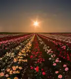 Az ország legnagyobb rózsakertje, Deszk