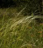 Diósi tanösvény, Szurdokpüspöki