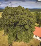 Pogányvár, Dióskál