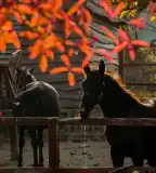 Lázár Lovaspark, Domony