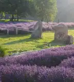 Levendula Major, Dörgicse