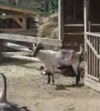 Házi állatok bemutatóhelye, Dozmat