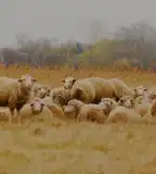 Kékbegy tanösvény, Farmos