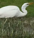 Fehér-tó, Fehértó