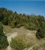 Ősborókás, Felpéc