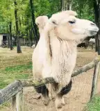 Magántulajdonú Állat- és Szabadidőpark, Felsőlajos