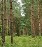 Ősfenyves, Fenyőfő