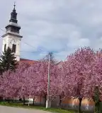 Református templom, Foktő