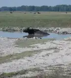 Gulipán tanösvény, Fülöpszállás