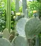 Kaktuszkert, Gárdony