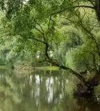 Kacsa-tó, Gávavencsellő