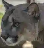 Gyöngyösi Állatkert, Gyöngyös