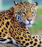 Xantus János Állatkert, Győr