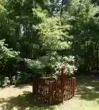 Az első Blogoló Tölgyfa, Győr