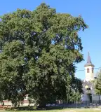 Tündér-tölgy, Győrszemere