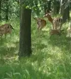 Galagonya - Tanösvény, Gyula