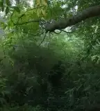 Nagy Bambuszkert, Gyula