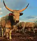 Kendereskert, Hajdúnánás