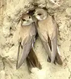 Homokhátság tanösvény, Halásztelek