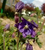 Dr. Szalai Miklós Gyógynövényeskert, Halimba