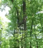 Hédervár-fa, Hédervár