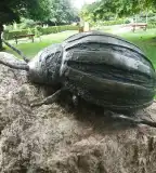 Kolorádó-bogár szobor, Hédervár