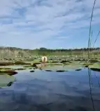 Bikatorok tanösvény, Izsák