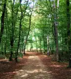 Jeli Varázskert - Jeli Arborétum, Kám