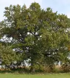 Jobba tölgy, Jobaháza