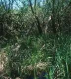 Mohos-tó, Kállósemjén