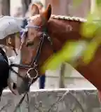 Fülöp Fogathajtó és Lovasiskola, Kecskemét