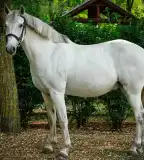 Nyíri Lovas Park, Kecskemét