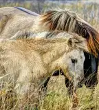 Réti Tanya, Kerecseny