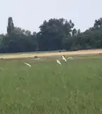 Kondor-tó, Kerekegyháza