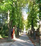 Gesztenyefasor, Kimle