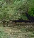 Erzsébet-szigeti tanösvény, Babócsa