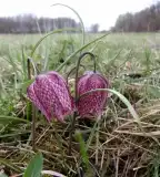 Üde rétek tanösvény, Barcs