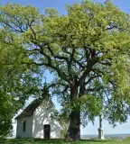 Molyhos Tölgy, Bátaszék